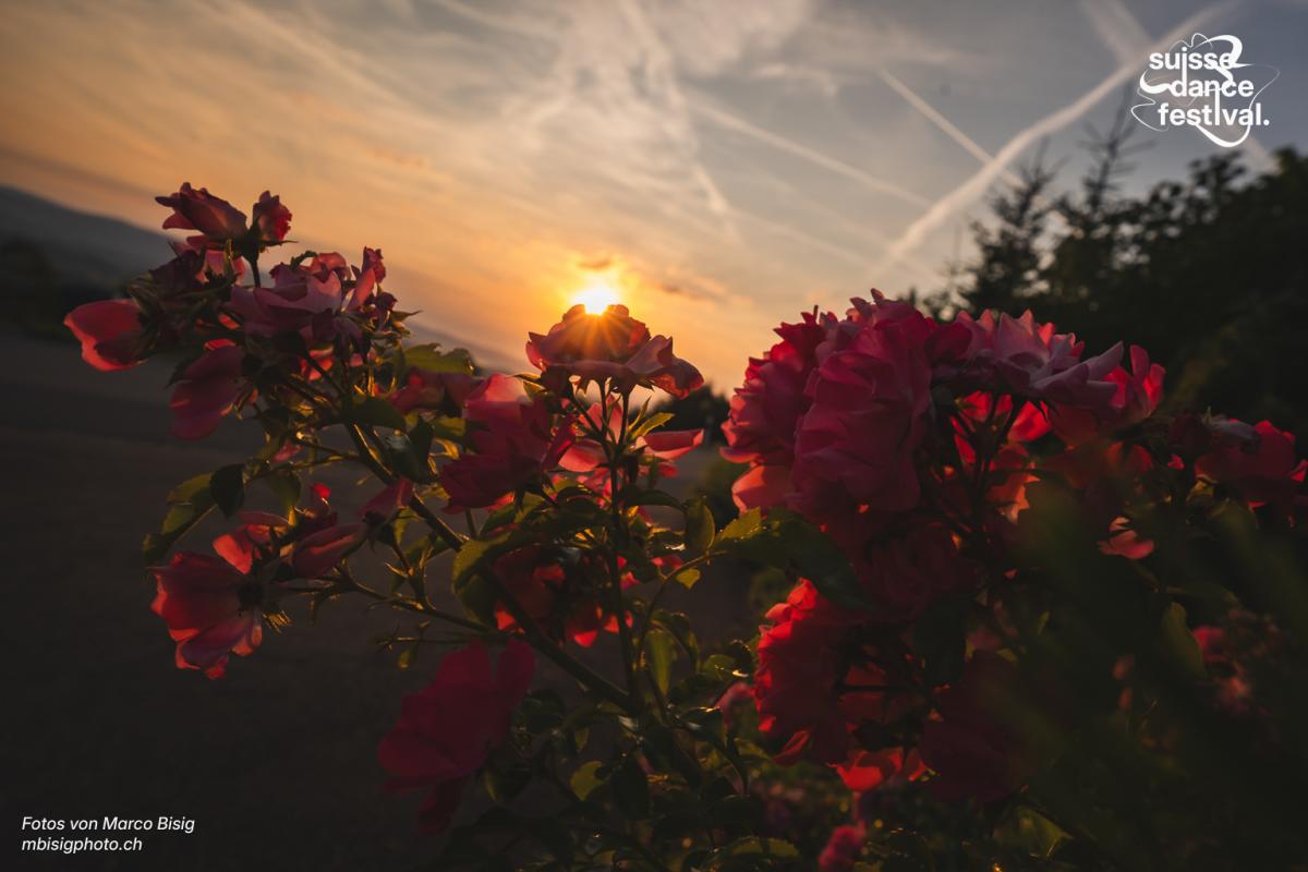Suisse Dance Festival | 12.+13. Juni 2026 | Hasenstrick, Dürnten 